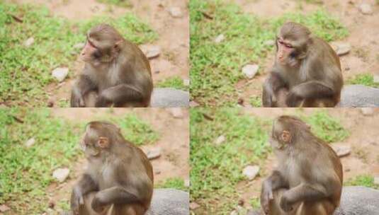 动物园里的猴子高清在线视频素材下载