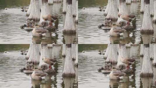 水边活动的大鹅高清在线视频素材下载