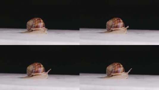 特写一头小蜗牛高清在线视频素材下载