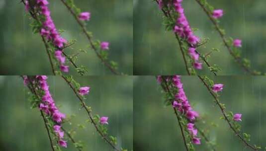 暴雨期间的鲜花高清在线视频素材下载