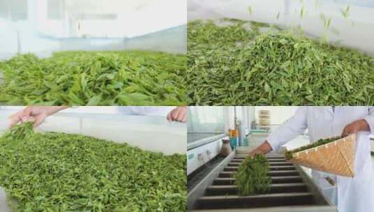 绿茶炒茶制茶工艺高清在线视频素材下载