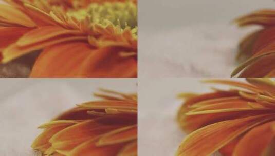 【镜头合集】微距橘黄色雏菊高清在线视频素材下载