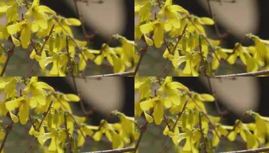 特写迎春花连翘报春花黄色花朵高清在线视频素材下载
