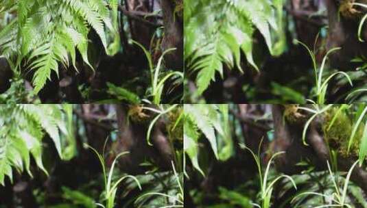 雨林缸造景热带植物观赏高清在线视频素材下载