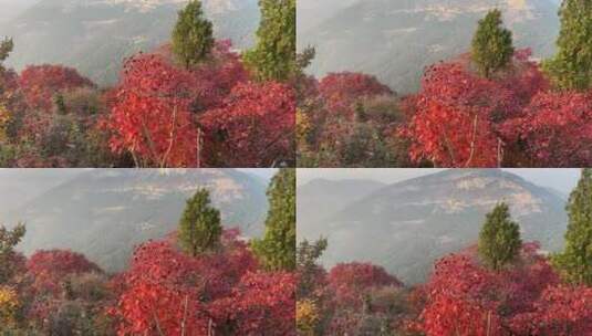 济南蚰蜒山，满山红叶景观高清在线视频素材下载