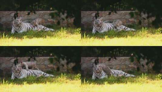 白虎和她的幼崽躺在草地上高清在线视频素材下载