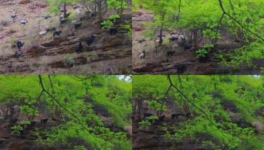 满坡的山羊慢悠悠走在绿树下，享受宁静春日高清在线视频素材下载
