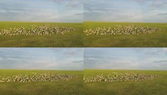 呼伦贝尔草原羊群-013高清在线视频素材下载