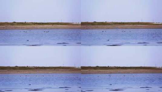 湖泊水鸟高清在线视频素材下载