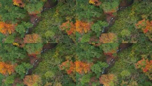 航拍秋天的彩林山间小溪瀑布高清在线视频素材下载