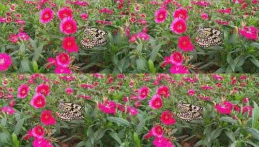 美丽蝴蝶标本高清在线视频素材下载