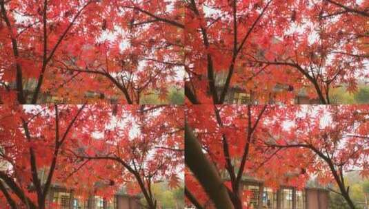 秋季秋天红色的枫叶鸡爪槭高清在线视频素材下载