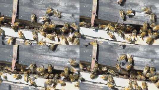 蜜蜂养蜂微距特写高清在线视频素材下载