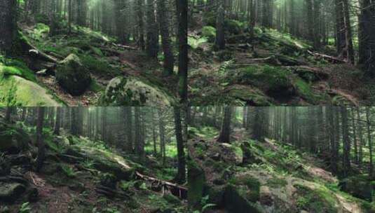 夏日的森林景观高清在线视频素材下载