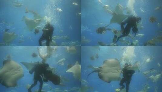 潜水员海洋饲养员表演喂鱼高清在线视频素材下载