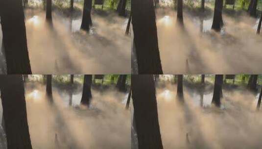 阳光穿透树林云雾缭绕空境4k高清在线视频素材下载