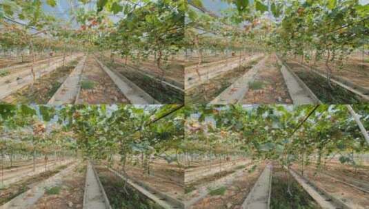 葡萄园现代化温室大棚果园果树栽培高清在线视频素材下载