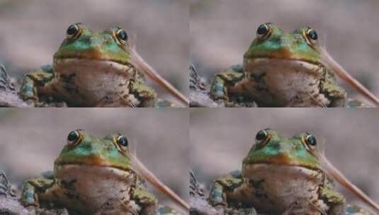 青蛙呼吸的正面肖像高清在线视频素材下载