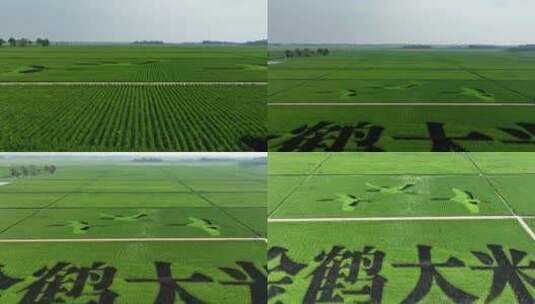 金鹤大米水稻试验田4K航拍高清在线视频素材下载