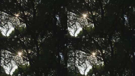 阳光透过树叶形成美丽的光斑高清在线视频素材下载
