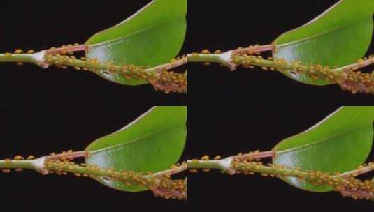 植物叶片上爬满了蚜虫特写高清在线视频素材下载