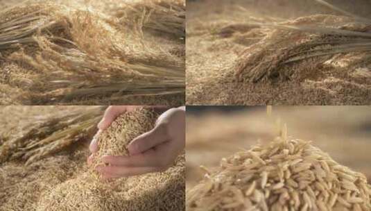 大米水稻农业丰收稻谷米饭粮食米粒庄稼种子高清在线视频素材下载