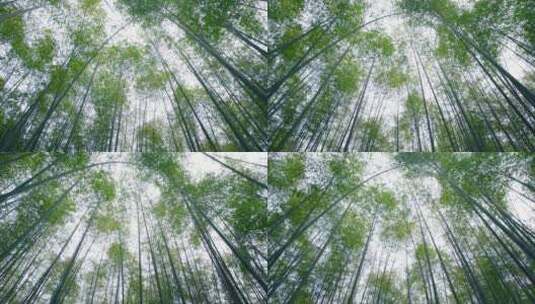 4K 竹子 竹林 自然  生态 毛竹高清在线视频素材下载