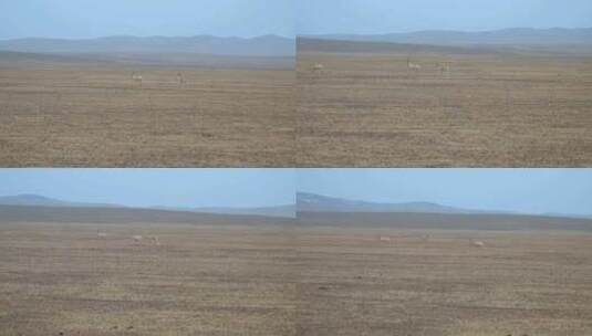 青藏高原可可西里奔跑的藏羚羊高清在线视频素材下载