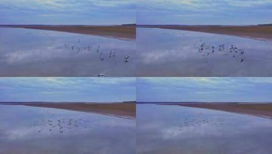 航拍成群的大雁白鹤 鄱阳湖 候鸟高清在线视频素材下载