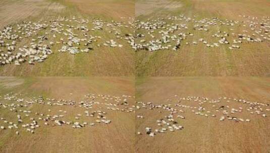 青海湖畔奔跑的羊群高清在线视频素材下载