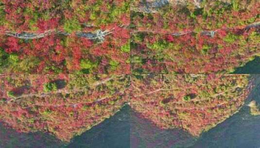 三峡红叶高清在线视频素材下载