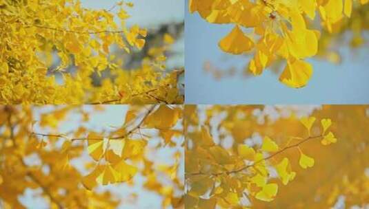 秋天银杏叶高清在线视频素材下载
