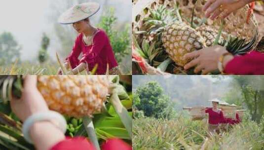 中缅边境傣族美女采菠萝高清在线视频素材下载