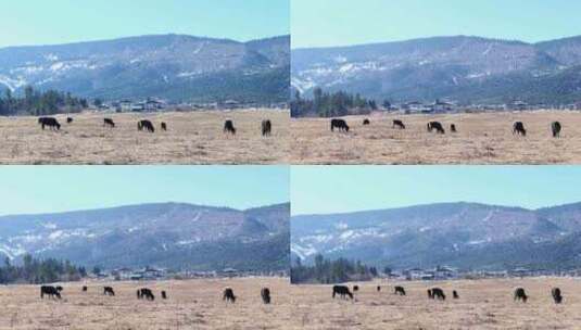 香格里拉  耗牛  放牧高清在线视频素材下载