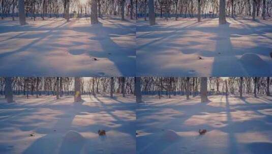 冬天阳光穿过树林唯美空镜高清在线视频素材下载
