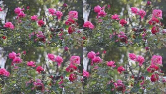 玫瑰花海高清在线视频素材下载