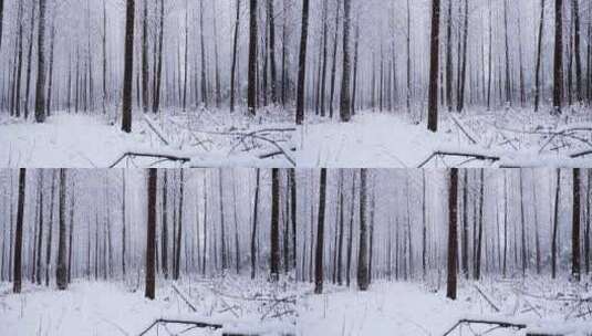 冬天森林里雪花飘飞高清在线视频素材下载