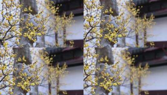 南京夫子庙瞻园古风白墙腊梅高清在线视频素材下载