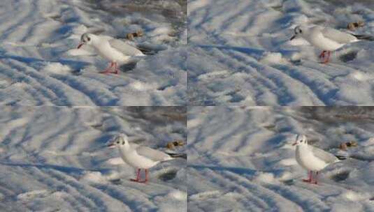 海鸥积雪高清在线视频素材下载