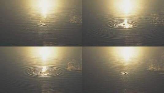 夕阳下鸳鸯在波光粼粼的水面戏水高清在线视频素材下载