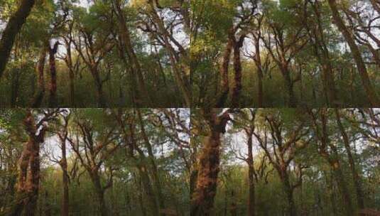 森林秘境原始森林阳光照射高清在线视频素材下载