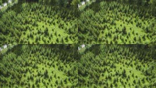 瑞典博胡斯兰种植园的年轻松树。农林概念。高清在线视频素材下载