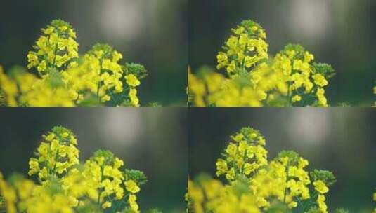 春光黄色油菜花生命力高清在线视频素材下载