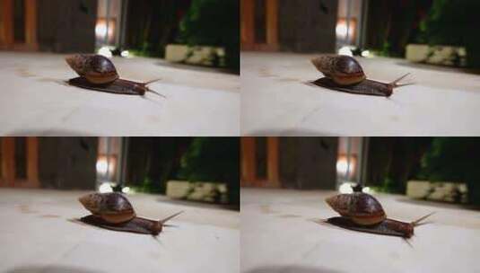 大型棕色蜗牛在表面滑行时留下粘液分泌物高清在线视频素材下载