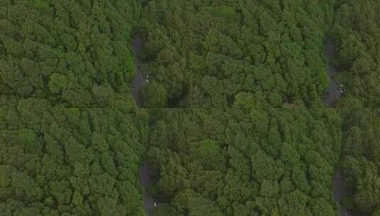 森林风景高清在线视频素材下载