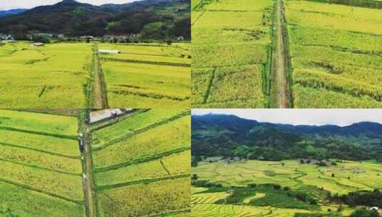 （合集）高山峡谷地区金色稻田高清在线视频素材下载