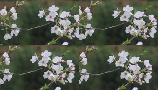 美丽樱花特写高清在线视频素材下载