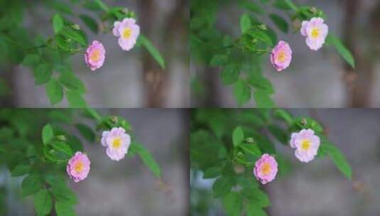 好看的蔷薇花高清在线视频素材下载