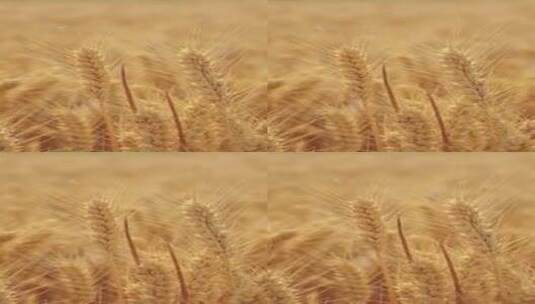 丰收的小麦金黄的麦穗高清在线视频素材下载