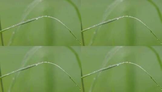 雨天清新绿色的小草高清在线视频素材下载